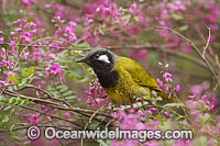 White-eared Honeyeater (Nesoptilotis leucotis). Found in forests, woodlands, heathlands, mallee and dry inland scrublands in eastern and southern Australia.