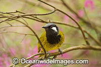 White-eared Honeyeater (Nesoptilotis leucotis). Found in forests, woodlands, heathlands, mallee and dry inland scrublands in eastern and southern Australia.