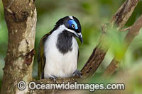 Blue-faced Honeyeater (Entomyzon cyanotis). Also known as Bananabird. Found in woodlands, parks and gardens in northern and eastern Australia. Photo taken in Coffs Harbour, NSW, Australia.