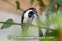 Blue-faced Honeyeater (Entomyzon cyanotis). Also known as Bananabird. Found in woodlands, parks and gardens in northern and eastern Australia. Photo taken in Coffs Harbour, NSW, Australia.