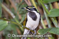 Blue-faced Honeyeater (Entomyzon cyanotis), intermediate stage. Also known as Bananabird. Found in woodlands, parks and gardens in northern and eastern Australia. Photo taken in Coffs Harbour, NSW, Australia.