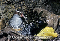 Buff-Banded Rail (Gallirallus philippensis) with nestling chicks. Heron Island, Great Barrier Reef, Queensland, Australia