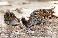 Buff-banded Rail (Gallirallus philippensis) male and female with chick. Found throughout Australia, except inland desert areas. Also Philippines, New Guinea and New Zealand. Photo taken Heron Island, Great Barrier Reef, Australia
