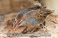Buff-banded Rail (Gallirallus philippensis) feeding on a beetle. Found throughout Australia, except inland desert areas. Also Philippines, New Guinea and New Zealand. Photo taken Heron Island, Great Barrier Reef, Australia
