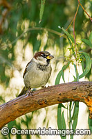 House Sparrow (Passer domesticus). Introduced to Australia in the 1860s, now an abundant pest. Found throught Australia, except Western Australia, mostly around cities, country towns and farmlands. Photo taken in Tasmania, Australia.