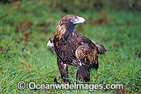 Wedge-tailed Eagle (Aquila audax). Tasmania, Australia