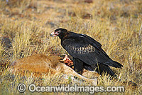 Wedge-tailed Eagle (Aquila audax) feeding on Red Kangaroo carcass. Photo taken in Central Australia.