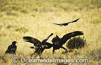 Wedge-tailed Eagles (Aquila audax) feeding on red Kangaroo carcass. Photo taken in Central Australia.