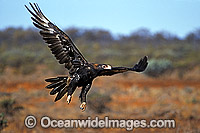 Wedge-tailed Eagle (Aquila audax) in flight. Photo taken in Central Australia.