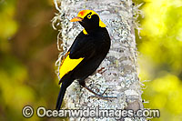 Regent Bowerbird (Sericulus chrysocephalus) - male. Found in cool temperate mountain rainforests, coastal rainforests, dense thickets and blackberry in S.E. Qld and N.E. NSW, Australia. Photo taken Lamington World Heritage National Park, Qld, Australia