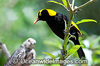 Regent Bowerbird (Sericulus chrysocephalus) - male with female. Found in temperate mountain rainforests, coastal rainforests, thickets & blackberry in S.E. Qld and N.E. NSW, Australia. Photo taken Lamington World Heritage National Park, Qld, Australia