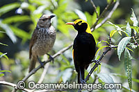 Regent Bowerbird (Sericulus chrysocephalus) - male with female. Found in temperate mountain rainforests, coastal rainforests, thickets & blackberry in S.E. Qld and N.E. NSW, Australia. Photo taken Lamington World Heritage National Park, Qld, Australia
