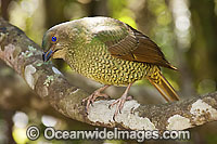 Satin Bowerbird (Ptilonorhynchus violaceus) - female. Found in cool temperate mountain rainforests, coastal rainforests, dense thickets and blackberry in S.E. Qld and N.E. NSW, Australia. Photo taken Lamington World Heritage National Park, Qld, Australia