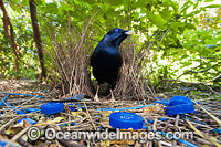 Satin Bowerbird (Ptilonorhynchus violaceus), male at display bower decorated with blue collectables, such as plastic straws, bottle tops & feathers placed to entice female. Photo taken Lamington World Heritage National Park, Qld, Australia