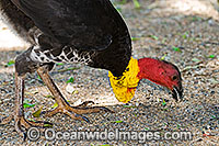 Australian Brush Turkey (Alectura lathami) - male feeding. Also known as Bush Turkey. Note yellow breeding wattle around base of neck. Found in temperate to tropical rainforests and around gullies in wet eucalypt forests of eastern Australia.