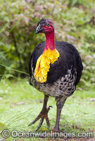 Australian Brush Turkey (Alectura lathami), male. Also known as Bush Turkey. Note yellow breeding wattle around base of neck. Found in temperate to tropical rainforests and around gullies in wet eucalypt forests of eastern Australia. Queensland, Australia