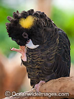 Yellow-tailed Black Cockatoo (Calyptorhynchus funereus). Found in forests from south and central eastern Queensland to south-eastern South Australia.