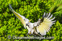 Sulphur-crested Cockatoo (Cacatua galerita) flying to perch. Photo taken in Coffs Harbour, New South Wales, Australia.