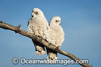 Short-billed Corellas (Cacatua sanguinea), resting in a dead tree in outback New South Whales, Australia