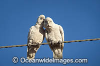 Short-billed Corellas (Cacatua sanguinea), resting on a power line in outback New South Whales, Australia