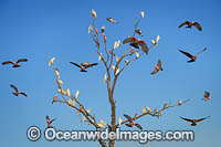 Short-billed Corellas (Cacatua sanguinea) and Galahs (Eolophus roseicapilla), resting in a dead tree in outback New South Whales, Australia