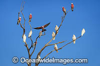 Short-billed Corellas (Cacatua sanguinea) and Galahs (Eolophus roseicapilla), resting in a dead tree in outback New South Whales, Australia