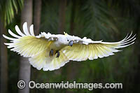 Sulphur-crested Cockatoo (Cacatua galerita). Found in woodland habitats throughout Australia and New Guinea, also some of the islands of Indonesia. Photo taken in Coffs Harbour, New South Wales, Australia.