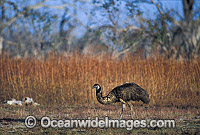 Emu (Dromaius novaehollandiae). Kinchega National Park, Menindee, New South Wales, Australia