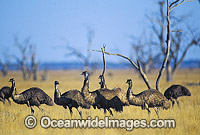 Flock of Emus (Dromaius novaehollandiae). Kinchega National Park, Menindee, New South Wales, Australia