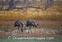 Pair of Emus (Dromaius novaehollandiae). Kinchega National Park, Menindee, New South Wales, Australia