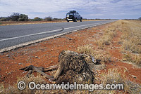 Emu (Dromaius novaehollandiae) - road kill victim on side of outback highway. Western Australia, Australia