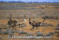 Flock of Emus (Dromaius novaehollandiae) against outback barbed-wire fence. Menindee, New South Wales, Australia