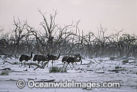Flock of Emus (Dromaius novaehollandiae) walking through sand storm. Kinchega National Park, Menindee, New South Wales, Australia
