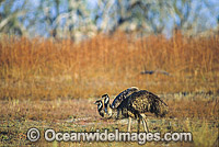 Pair of Emus (Dromaius novaehollandiae). Kinchega National Park, Menindee, New South Wales, Australia