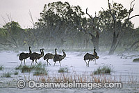 Flock of Emus (Dromaius novaehollandiae) walking through sand storm. Kinchega National Park, Menindee, New South Wales, Australia