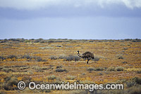 Emu (Dromaius novaehollandiae) on a desert plain. South Australia, Australia