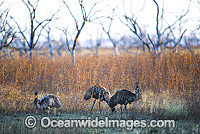 Flock of Emus (Dromaius novaehollandiae). Kinchega National Park, Menindee, New South Wales, Australia