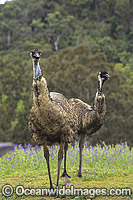 Emus (Dromaius novaehollandiae). Warrumbungle National Park, New South Wales, Australia