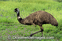 Emu (Dromaius novaehollandiae). Warrumbungle National Park, New South Wales, Australia