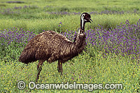 Emu (Dromaius novaehollandiae). Warrumbungle National Park, New South Wales, Australia