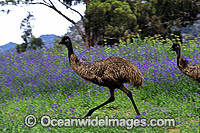 Emu (Dromaius novaehollandiae) running at high speed. Warrumbungle National Park, New South Wales, Australia