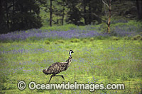 Emu (Dromaius novaehollandiae) running at high speed. Warrumbungle National Park, New South Wales, Australia