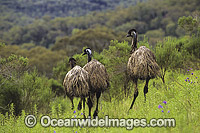 Flock of Emus (Dromaius novaehollandiae). Warrumbungle National Park, New South Wales, Australia