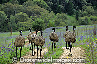 Flock of Emus (Dromaius novaehollandiae). Warrumbungle National Park, New South Wales, Australia