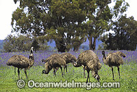 Emus (Dromaius novaehollandiae) - feeding. Warrumbungle National Park, New South Wales, Australia