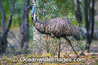 Emu (Dromaius novaehollandiae). Common throughout Australia in habitat ranging from semi-arid grasslands, scrublands, open woodlands to tall dense forests. Photo taken Warrumbungle National Park, New South Wales, Australia