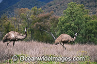 Emu (Dromaius novaehollandiae). Common throughout Australia in habitat ranging from semi-arid grasslands, scrublands, open woodlands to tall dense forests. Photo taken Warrumbungle National Park New South Wales, Australia