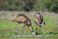 Emu pair (Dromaius novaehollandiae) - grazing. Common throughout Australia in habitat ranging from semi-arid grasslands, scrublands, open woodlands to tall dense forests. Photo taken Warrumbungle National Park, New South Wales, Australia