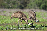 Emu pair (Dromaius novaehollandiae) - grazing. Common throughout Australia in habitat ranging from semi-arid grasslands, scrublands, open woodlands to tall dense forests. Photo taken Warrumbungle National Park, New South Wales, Australia