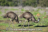 Emu pair (Dromaius novaehollandiae). Common throughout Australia in habitat ranging from semi-arid grasslands, scrublands, open woodlands to tall dense forests. Photo taken Warrumbungle National Park, New South Wales, Australia